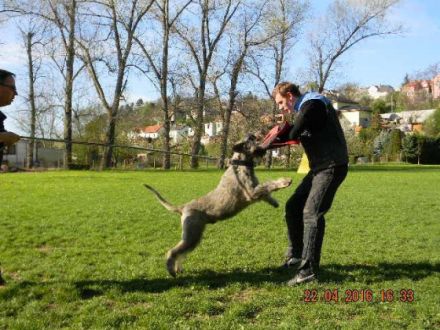 King Arthur Enel fenomen