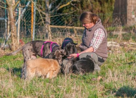 Teamwork hund mensch