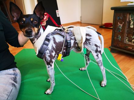 Tierheilpraktiker Manfred Rüben