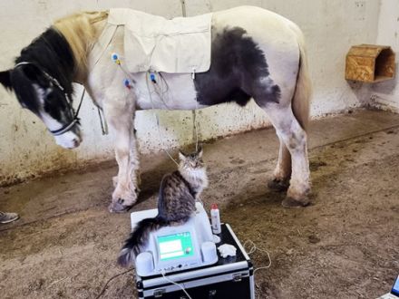 Tierheilpraktiker Manfred Rüben