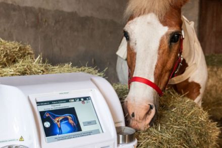 Tierheilpraktiker Manfred Rüben