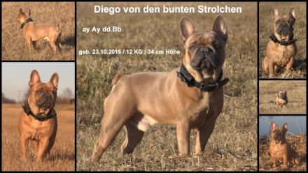 Diego von den bunten Strolchen