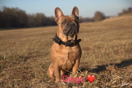 Diego von den bunten Strolchen