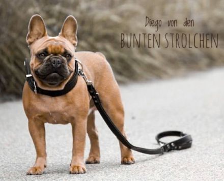 Diego von den bunten Strolchen