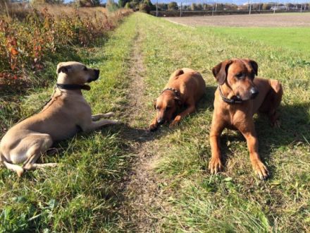 Hundeschule doginstinct