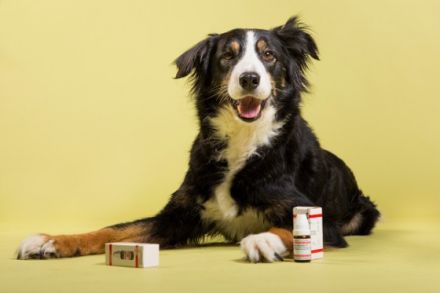 Tierheilpraktikerin Andrea Frost