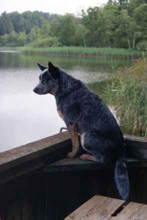 Wild Mosquitos Archibald/Champion VDH/ ACDCD Club