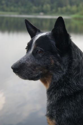 Wild Mosquitos Archibald/Champion VDH/ ACDCD Club