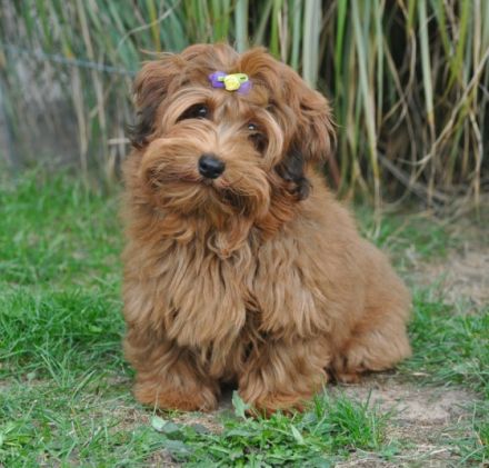 Patas de los Francos