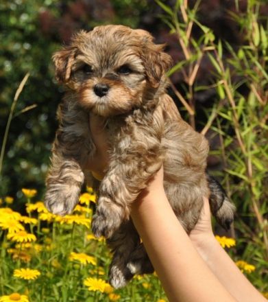 Patas de los Francos