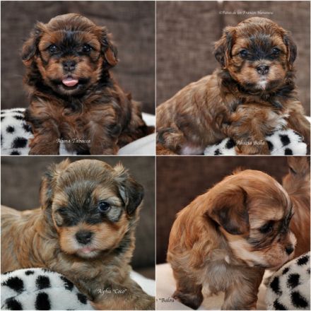 Patas de los Francos