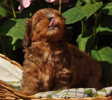 Patas de los Francos