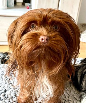 Freistetter Wölfchen