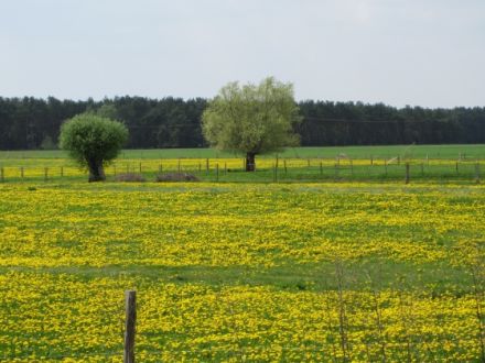 Ferienhaus Elbhavelwinkel