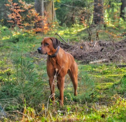 Acai vom Kiliansberg