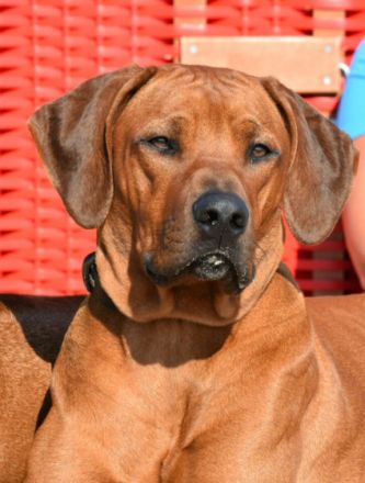 Acai vom Kiliansberg