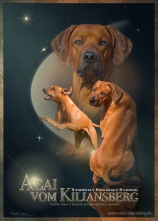 Acai vom Kiliansberg