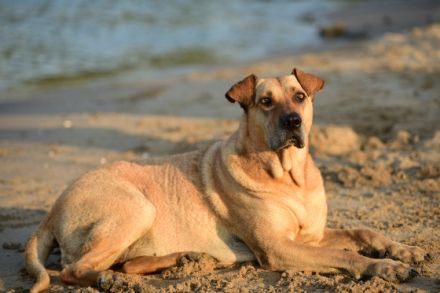 NARA DOGS Hundeverhaltensberatung