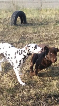 Dogs-Kuschelbude Ode Schreiber