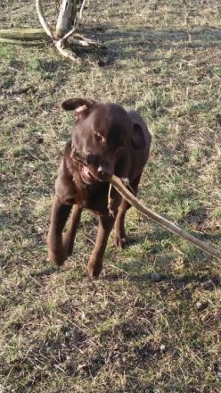 Dogs-Kuschelbude Ode Schreiber