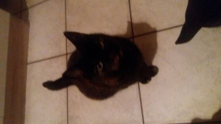 Dogs-Kuschelbude Ode Schreiber