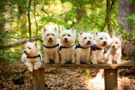 Internat. Multichampion Racing in the street " Ricky"