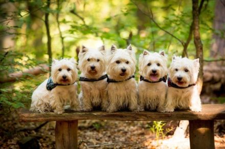 Internat. Multichampion Racing in the street " Ricky"