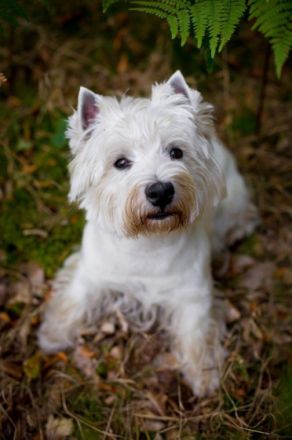 Internat. Multichampion Racing in the street " Ricky"