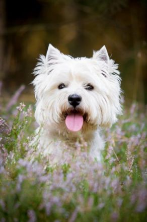 Internat. Multichampion Racing in the street " Ricky"