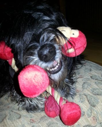 Jess vom Braunsbergblick