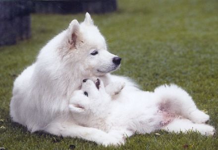 Samojeden von Meronhlare