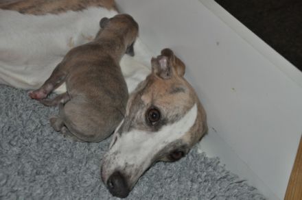 my never ending love