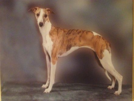 my never ending love