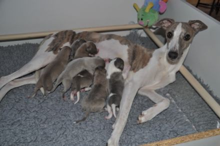 my never ending love