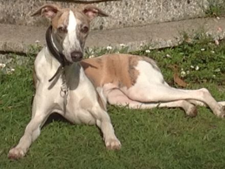 my never ending love