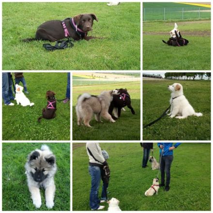 hundherum harmonisch - Hundeschule in Niederbayern