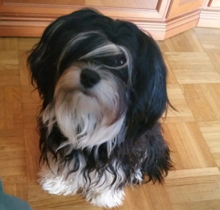 von den Wildecker Banditen