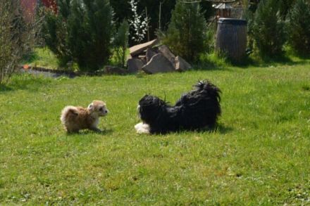 von den Wildecker Banditen