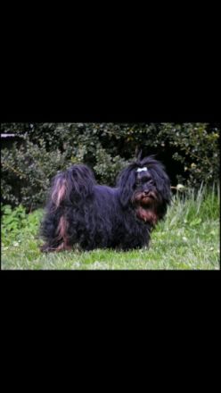 von den Wildecker Banditen