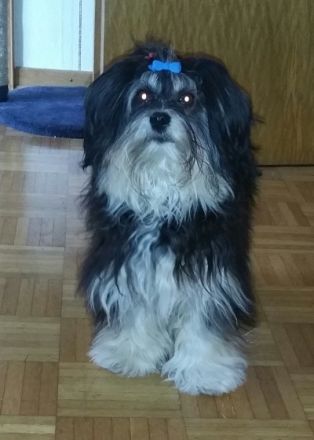 von den Wildecker Banditen