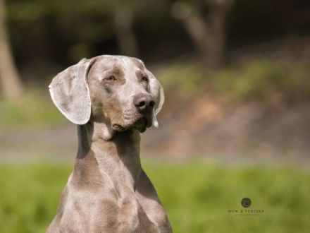 Christo ut de Buerschupp Aohlintel