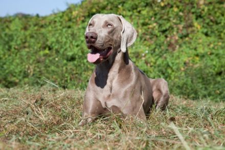 Christo ut de Buerschupp Aohlintel