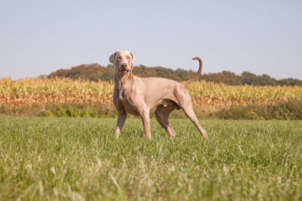 Christo ut de Buerschupp Aohlintel