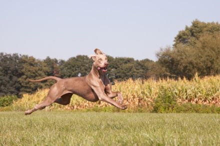 Christo ut de Buerschupp Aohlintel