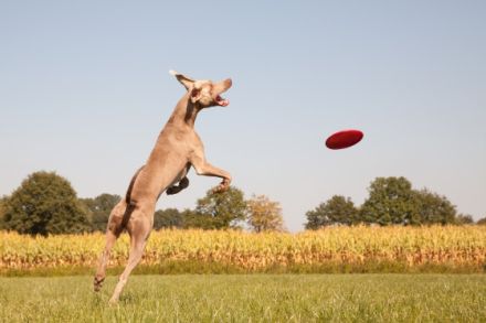 Christo ut de Buerschupp Aohlintel