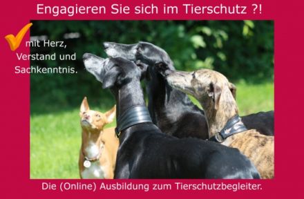 Ausbildung zum Tierschutzbegleiter | online | Start am 05.06.24