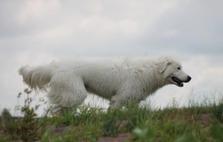 Casmaron del Monastero nero