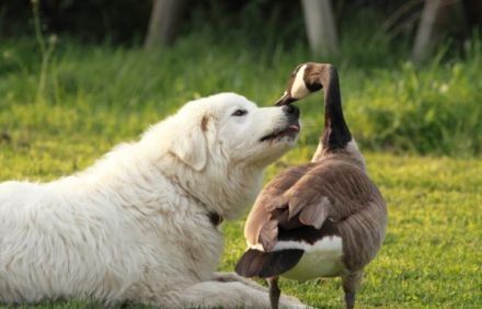 Casmaron del Monastero nero