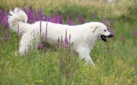 Casmaron del Monastero nero
