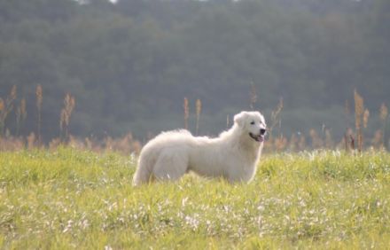Casmaron del Monastero nero